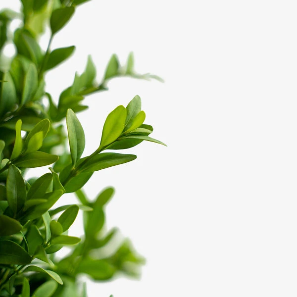 American Boxwood 2 American Boxwood - Image 2