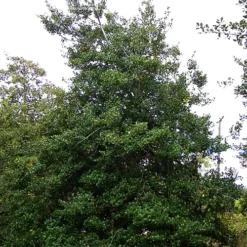 Jersey Knight American Holly 6 Jersey Knight American Holly -The Tree Center Store American Holly Jersey Knight 1 copy jpg