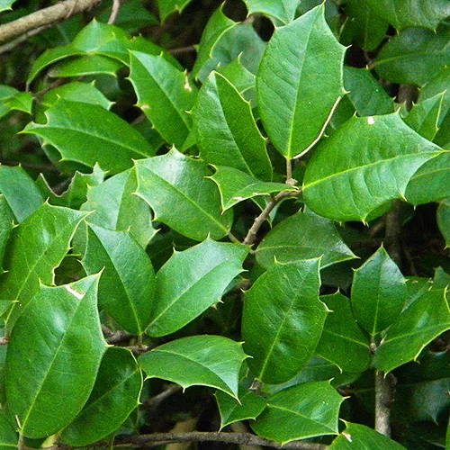 Jersey Knight American Holly 2 Jersey Knight American Holly - Image 2