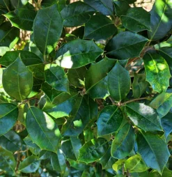 Jersey Knight American Holly 7 Jersey Knight American Holly -The Tree Center Store American Holly Jersey Knight 3 copy 600x617 1