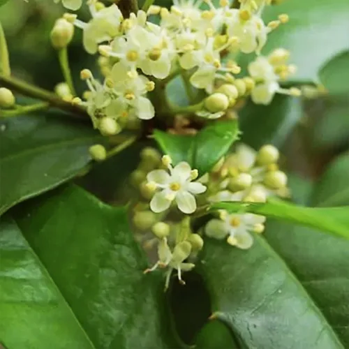 Jersey Knight American Holly 1 Jersey Knight American Holly