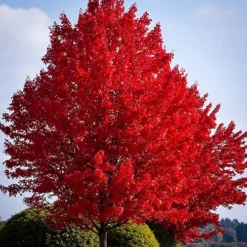 American Red Maple 7 American Red Maple -The Tree Center Store American Red Maple 1 jpg