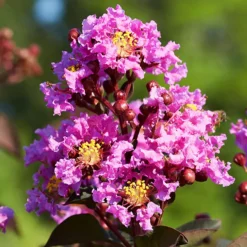 Amethyst King™ Emerald Empire® Crape Myrtle -The Tree Center Store Amethyst King Emerald Empire Crape Myrtle 1.1 copy 600x600 1