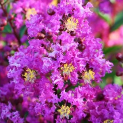 Amethyst King™ Emerald Empire® Crape Myrtle