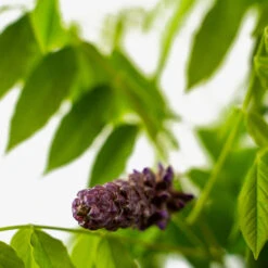 Amethyst Falls Wisteria 9 Amethyst Falls Wisteria -The Tree Center Store Amethyst Wisteria Falls 5G 05 600x600 1