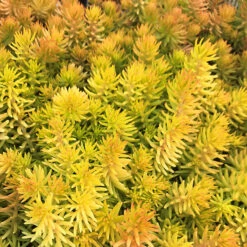 Angelina Sedum -The Tree Center Store Angelina Sedum 1 copy 600x600 1