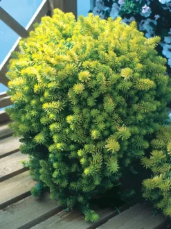 Angelina Sedum -The Tree Center Store Angelina Sedum 3 copy jpg webp