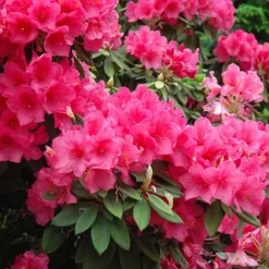 Anna Rose Whitney Rhododendron -The Tree Center Store Anna Rose Whitney Rhododendron 1 copy jpg