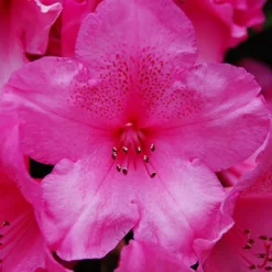 Anna Rose Whitney Rhododendron -The Tree Center Store Anna Rose Whitney Rhododendron 2 copy jpg