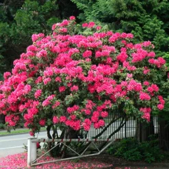 Anna Rose Whitney Rhododendron