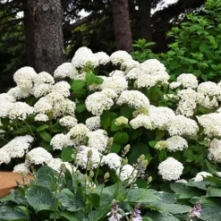 Annabelle Hydrangea -The Tree Center Store Annabelle Hydrangea 1 jpg