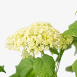 Annabelle Hydrangea -The Tree Center Store Annabelle Hydrangea 5G 02 copy 1 600x600 1