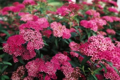 Anthony Waterer Spirea 6 Anthony Waterer Spirea -The Tree Center Store Anthony Waterer Spirea 4 copy 600x401 1