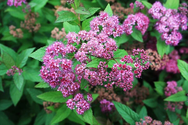 Anthony Waterer Spirea 1 Anthony Waterer Spirea