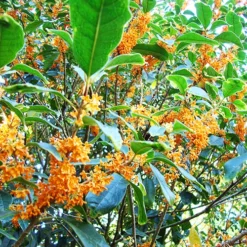 Apricot Echo Tea Olive -The Tree Center Store Apricot Echo Tea Olive 4 copy jpg