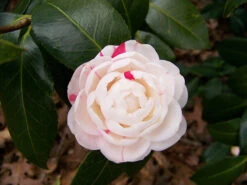 April Dawn Camellia -The Tree Center Store April Dawn Camellia 3 copy 600x450 1