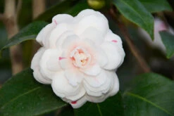 April Dawn Camellia -The Tree Center Store April Dawn Camellia 4 copy 600x400 1