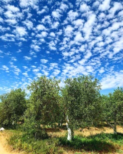 Arbequina Olive Tree -The Tree Center Store Arbequina Oliva Tree 04 600x750 1