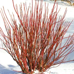 Arctic Fire Red Twig Dogwood -The Tree Center Store Arctic Fire Red Twig 1 600x600 1