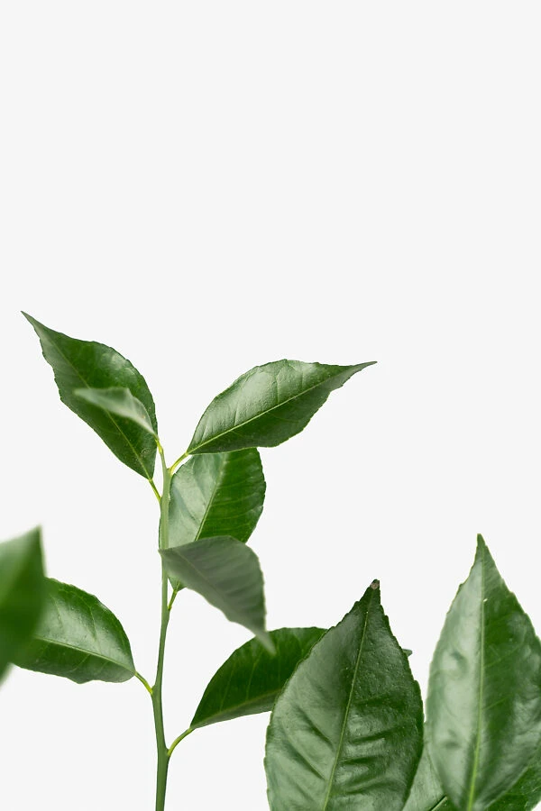 Arctic Frost Satsuma 1 Arctic Frost Satsuma