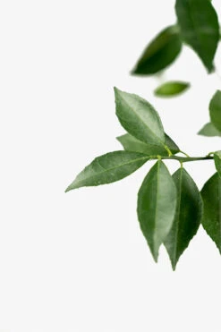 Arctic Frost Satsuma 8 Arctic Frost Satsuma -The Tree Center Store Arctic Frost Satsuma 03 600x900 1