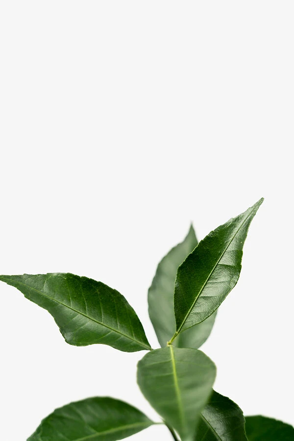 Arctic Frost Satsuma 2 Arctic Frost Satsuma - Image 2