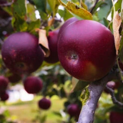 Arkansas Black Apple Tree -The Tree Center Store Arkansas Black Apple 1 copy 600x600 1