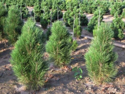 Arnold Sentinel Austrian Pine -The Tree Center Store Arnolds Sentinel Austrian Pine 02 600x450 1