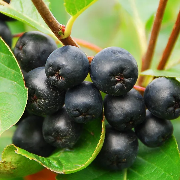 Aronia Black Chokeberry 4 Aronia Black Chokeberry - Image 4