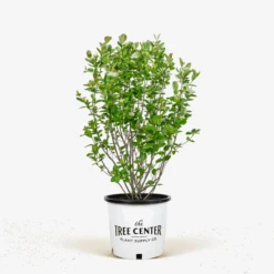 Aronia Black Chokeberry 7 Aronia Black Chokeberry -The Tree Center Store Aronia Black Chokeberry 3G 01 600x600 1