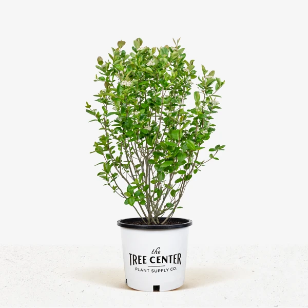 Aronia Black Chokeberry 3 Aronia Black Chokeberry - Image 3