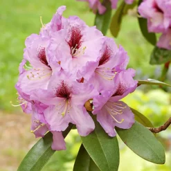 Arthur Bedford Rhododendron