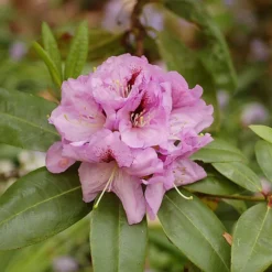 Arthur Bedford Rhododendron -The Tree Center Store Arthur Bedford Rhododendron 2 copy 600x600 1
