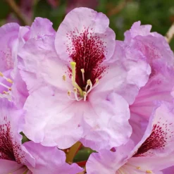 Arthur Bedford Rhododendron -The Tree Center Store Arthur Bedford Rhododendron 3 copy 600x600 1