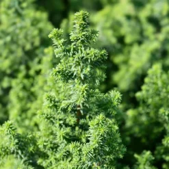 Atlantic White Cypress -The Tree Center Store Atlantic White Cypress 1 copy 600x600 1