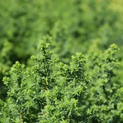 Atlantic White Cypress -The Tree Center Store Atlantic White Cypress 4 copy 600x600 1