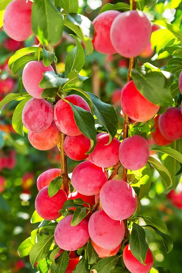 Au Rosa Plum Tree 2 Au Rosa Plum Tree - Image 2