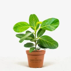Audrey Ficus Tree -The Tree Center Store Audrey Ficus Tree 1G 01 jpg 600x600 1