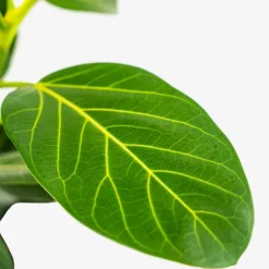 Audrey Ficus Tree -The Tree Center Store Audrey Ficus Tree 1G 02 copy 600x600 1