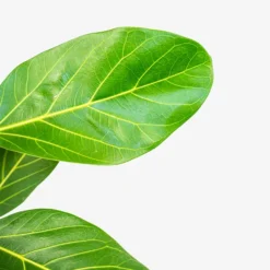 Audrey Ficus Tree -The Tree Center Store Audrey Ficus Tree 1G 05 copy 600x600 1