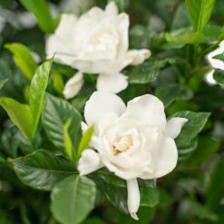 August Beauty Gardenia -The Tree Center Store August Beauty Gardenia 3G 02 copy 1 600x600 1