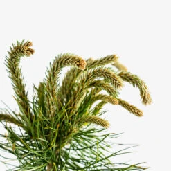 Austrian Black Pine -The Tree Center Store Austrian Black Pine 5G 02 copy 600x600 1