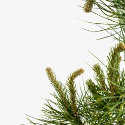 Austrian Black Pine -The Tree Center Store Austrian Black Pine 5G 05 copy 600x600 1
