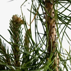 Austrian Black Pine