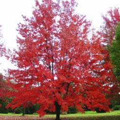 Autumn Fantasy® Red Maple 5 Autumn Fantasy® Red Maple -The Tree Center Store Autumn Fantasy® Red Maple 1 e1694712643456 600x601 1