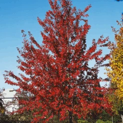 Autumn Fantasy® Red Maple