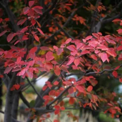 Autumn Brilliance Serviceberry -The Tree Center Store AutumnBrillianceServiceberry2 600x600 1