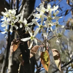 Autumn Brilliance Serviceberry