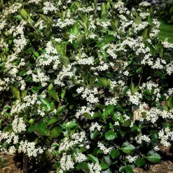 Autumn Magic Black Chokeberry -The Tree Center Store Autumn Black Magic Chokeberry 1 jpg