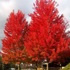 Autumn Blaze Maple -The Tree Center Store Autumn Blaze Maple 2 copy jpg
